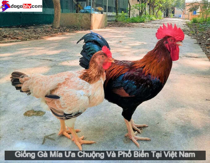Chia Sẻ Về Giống Gà Mía Được Người Nuôi Gà Ưa Chuộng Và Phổ Biến Tại Việt Nam 1 Chia Sẻ Về Giống Gà Mía Được Người Nuôi Gà Ưa Chuộng Và Phổ Biến Tại Việt Nam Gà Mía đem lại chất lượng thịt siêu ngon