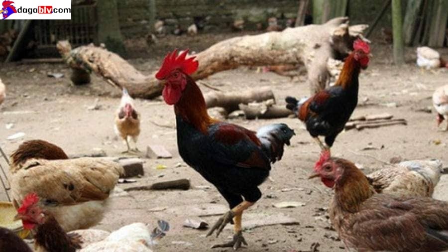 Chia Sẻ Về Giống Gà Mía Được Người Nuôi Gà Ưa Chuộng Và Phổ Biến Tại Việt Nam 2 Chia Sẻ Về Giống Gà Mía Được Người Nuôi Gà Ưa Chuộng Và Phổ Biến Tại Việt Nam Màu lông của gà Mía