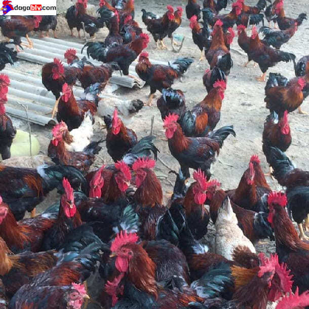Chia Sẻ Về Giống Gà Mía Được Người Nuôi Gà Ưa Chuộng Và Phổ Biến Tại Việt Nam 3 Chia Sẻ Về Giống Gà Mía Được Người Nuôi Gà Ưa Chuộng Và Phổ Biến Tại Việt Nam Hình ảnh về giống gà mía