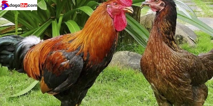 Gà Minh Dư - Những Điều Cần Biết Về Giống Gà Nổi Tiếng Nhất Tại Bình Định 3 Gà Minh Dư - Những Điều Cần Biết Về Giống Gà Nổi Tiếng Nhất Tại Bình Định Giống gà Minh Dư nổi tiếng nhất Bình Định