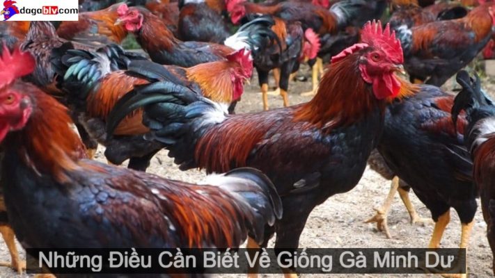 gà minh dư