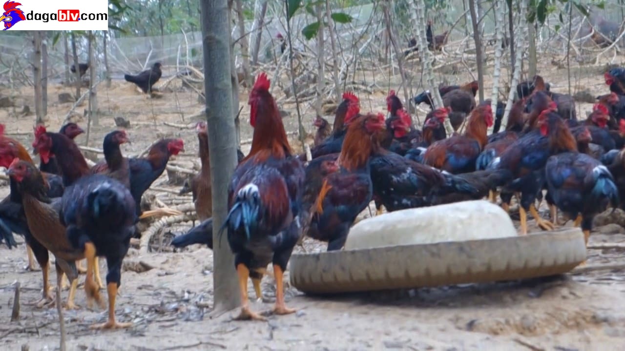 Gà Minh Dư - Những Điều Cần Biết Về Giống Gà Nổi Tiếng Nhất Tại Bình Định 2 Gà Minh Dư - Những Điều Cần Biết Về Giống Gà Nổi Tiếng Nhất Tại Bình Định Điểm nổi bật của giống gà Minh Dư