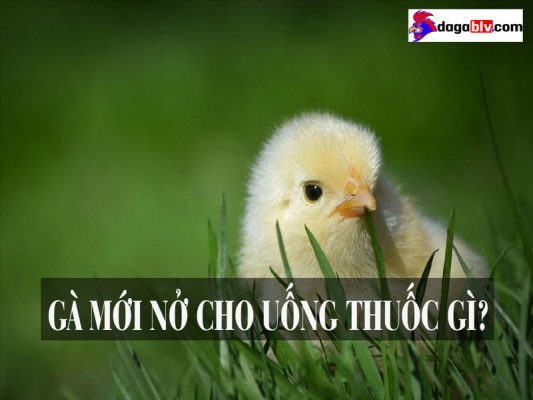 gà mới nở cho uống thuốc gì