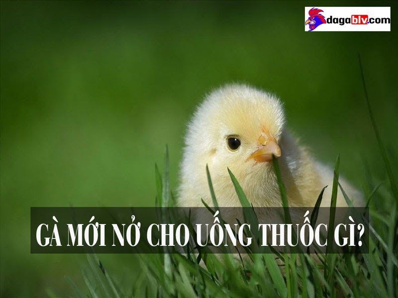 Thuốc úm gà con mới nở
