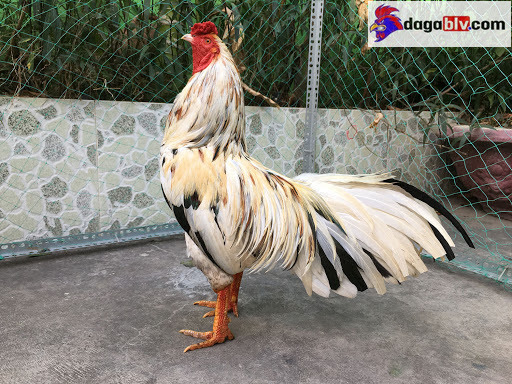 Gà ngũ sắc chân vàng là gì? Cách chọn gà đá hay về nuôi 1 Gà ngũ sắc chân vàng là gì? Cách chọn gà đá hay về nuôi Màu sắc của gà tre ngũ sắc