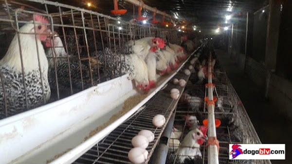 Gà nuôi bao lâu thì đẻ trứng và lời giải đáp của Đá Gà BLV 2 Gà nuôi bao lâu thì đẻ trứng và lời giải đáp của Đá Gà BLV Nuôi gà mái đẻ lấy trứng