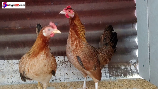 Gà nuôi bao lâu thì đẻ trứng và lời giải đáp của Đá Gà BLV 3 Gà nuôi bao lâu thì đẻ trứng và lời giải đáp của Đá Gà BLV Gà mái tre có thời gian sinh nở sớm hơn gà thường