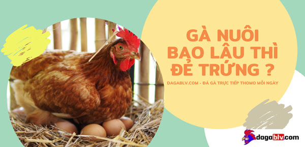 Gà nuôi bao lâu thì đẻ trứng và lời giải đáp của Đá Gà BLV 1 Gà nuôi bao lâu thì đẻ trứng và lời giải đáp của Đá Gà BLV Gà nuôi bao lâu thì đẻ trứng