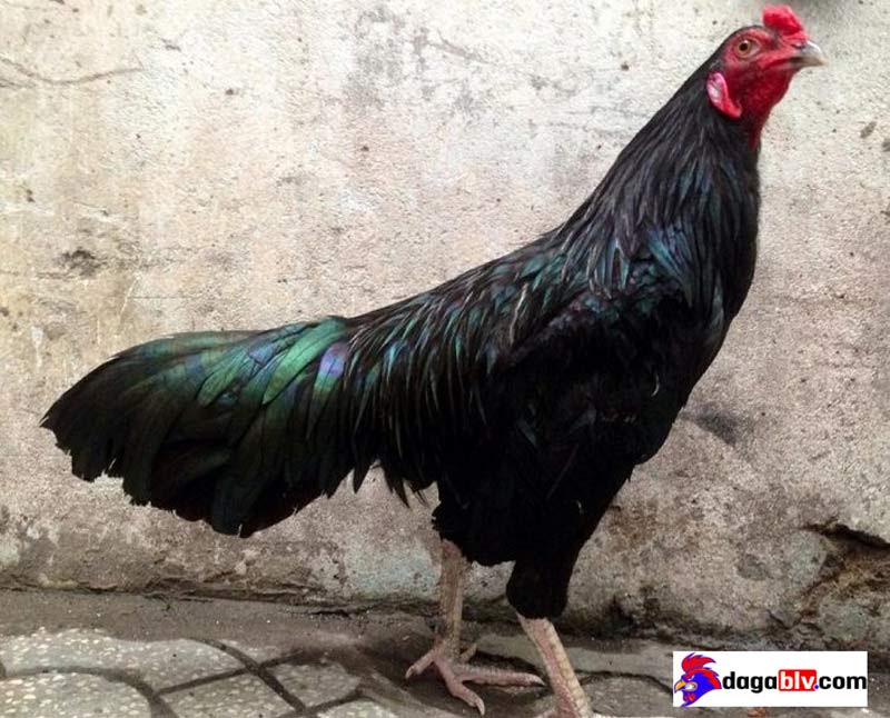 Gà ô chân trắng