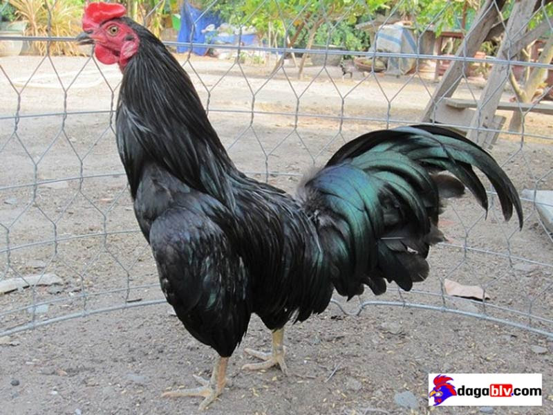 Gà ô chân vàng điểm mực - gà đá đòn độc