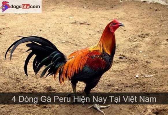 gà peru