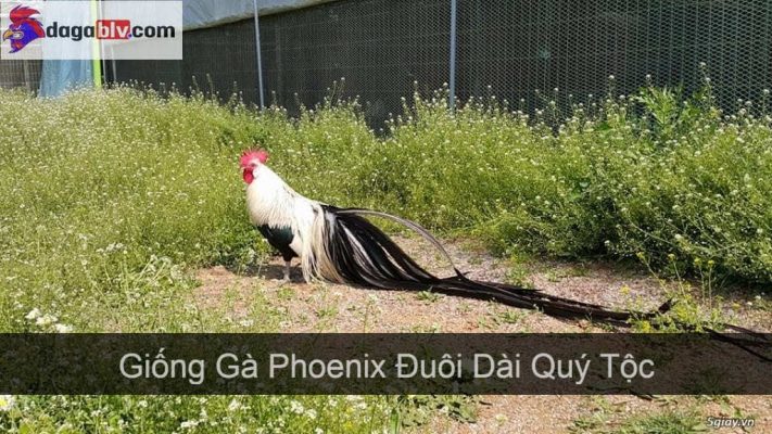 gà phoenix