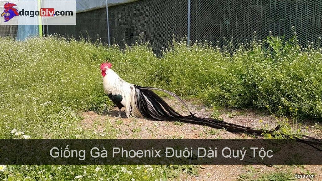 Hãy Cùng Tìm Hiểu Về Giống Gà Phoenix Đuôi Dài Quý Tộc 1 Hãy Cùng Tìm Hiểu Về Giống Gà Phoenix Đuôi Dài Quý Tộc Tổng quan về gà phoenix