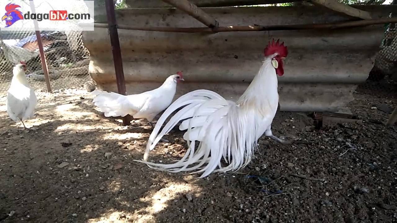 Hãy Cùng Tìm Hiểu Về Giống Gà Phoenix Đuôi Dài Quý Tộc 2 Hãy Cùng Tìm Hiểu Về Giống Gà Phoenix Đuôi Dài Quý Tộc Lựa chọn gà phoenix giá rẻ