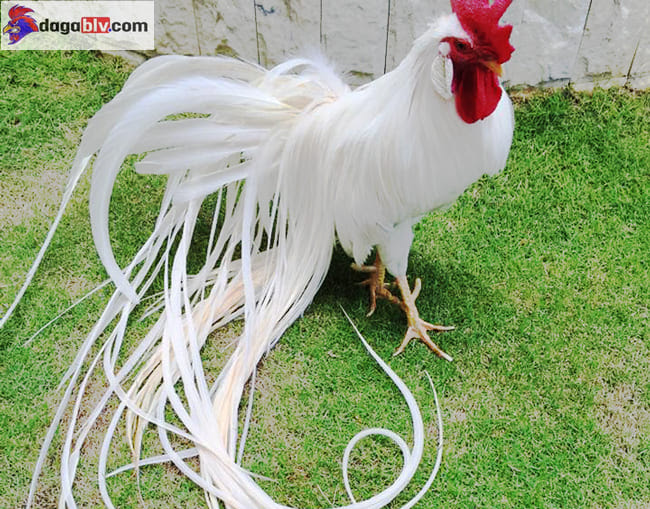 Hãy Cùng Tìm Hiểu Về Giống Gà Phoenix Đuôi Dài Quý Tộc 3 Hãy Cùng Tìm Hiểu Về Giống Gà Phoenix Đuôi Dài Quý Tộc Thức ăn cho gà phượng hoàng