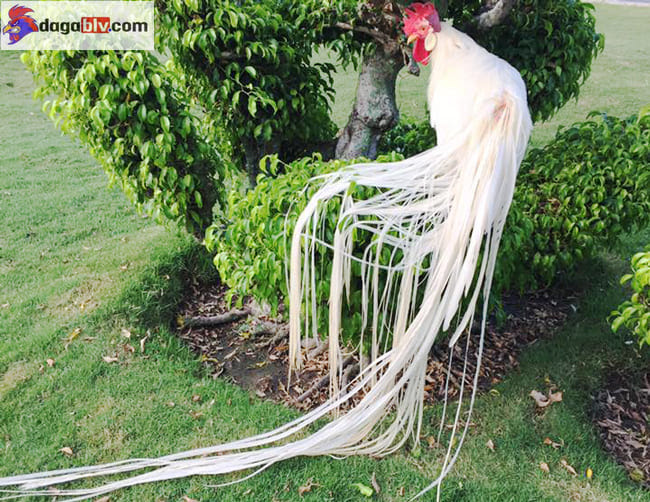 Hãy Cùng Tìm Hiểu Về Giống Gà Phoenix Đuôi Dài Quý Tộc 4 Hãy Cùng Tìm Hiểu Về Giống Gà Phoenix Đuôi Dài Quý Tộc Gà tre cảnh đuôi dài