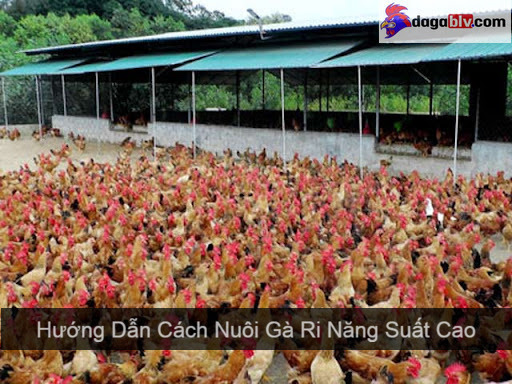 gà ri
