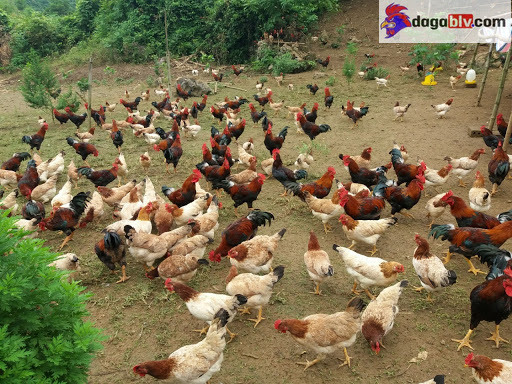 Chọn con giống gà ri lai như thế nào?