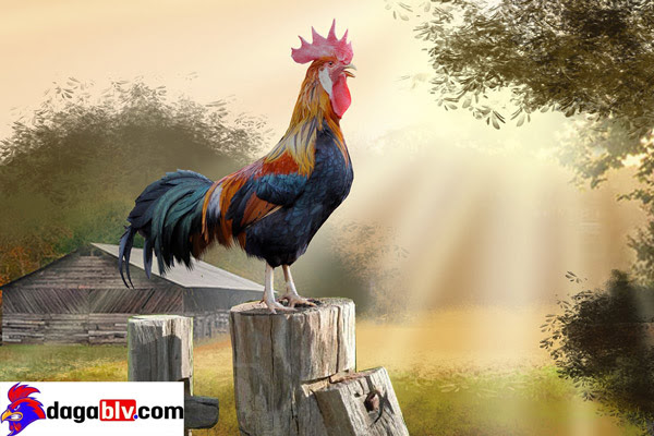 Gà rừng lông đỏ - Giống gà có tên trong danh sách đỏ bị truy lùng 9 Gà rừng lông đỏ - Giống gà có tên trong danh sách đỏ bị truy lùng Gà rừng thường ngủ trên cây vào ban đêm.