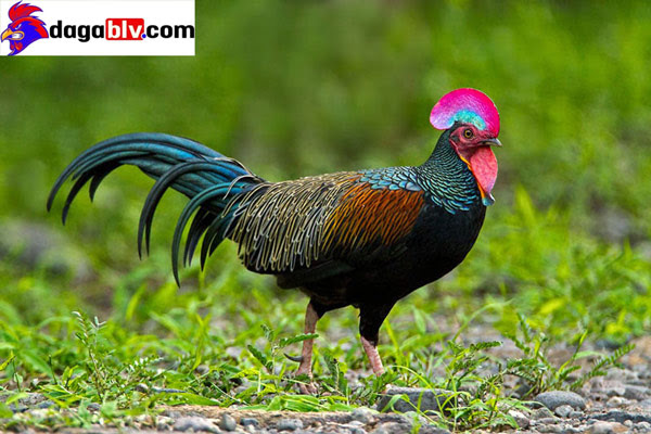 Gà rừng lông đỏ - Giống gà có tên trong danh sách đỏ bị truy lùng 7 Gà rừng lông đỏ - Giống gà có tên trong danh sách đỏ bị truy lùng Gà rừng lông xanh cũng rất quý hiếm.