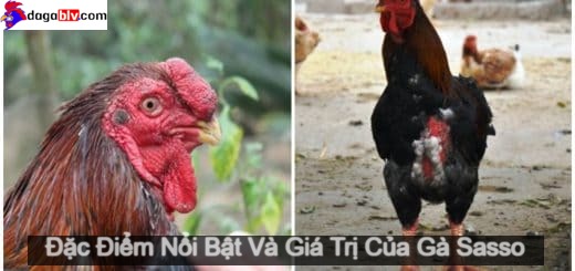 Giống gà chuyên thịt - gà Sasso