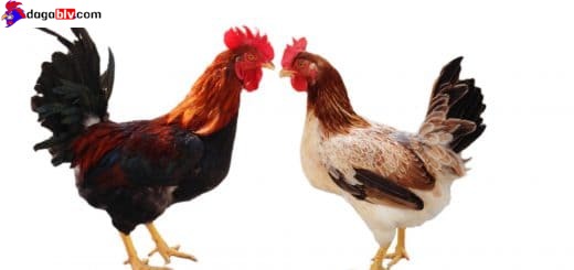 Điểm mạnh - yếu của giống gà Sasso