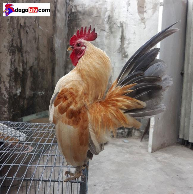 Dáng đứng của gà serama