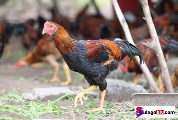 Nguồn gốc gà ta lai