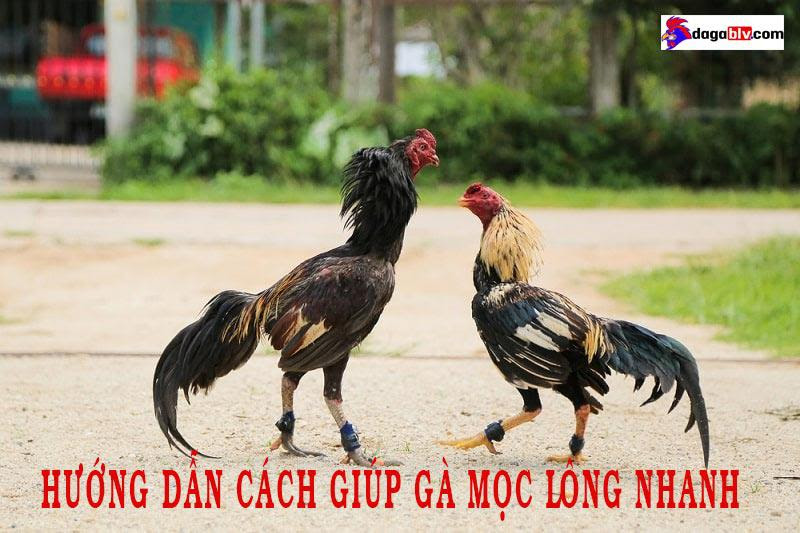 Gà thay lông bao lâu? Cách nhận biết và chăm sóc 1 Gà thay lông bao lâu? Cách nhận biết và chăm sóc Gà thay lông bao lâu