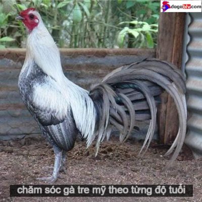 Kỹ thuật chăm sóc gà tre mỹ