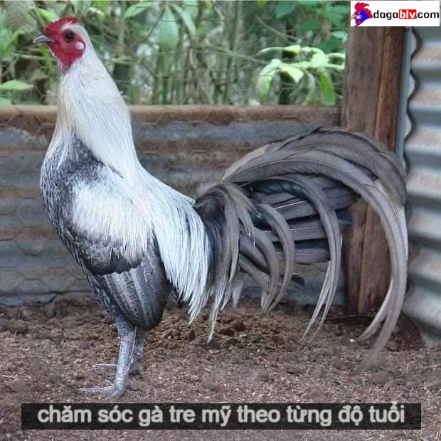 Kỹ thuật chăm sóc gà tre mỹ