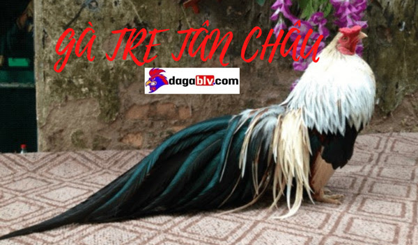 Gà tre Tân Châu