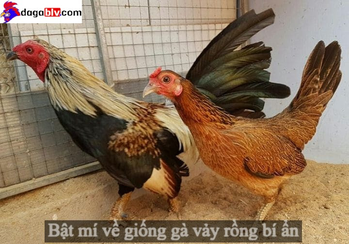 Bật mí về giống gà vảy rồng bí ẩn tại Việt Nam 1 Bật mí về giống gà vảy rồng bí ẩn tại Việt Nam Giống gà vảy rồng quý hiếm nhất Việt Nam