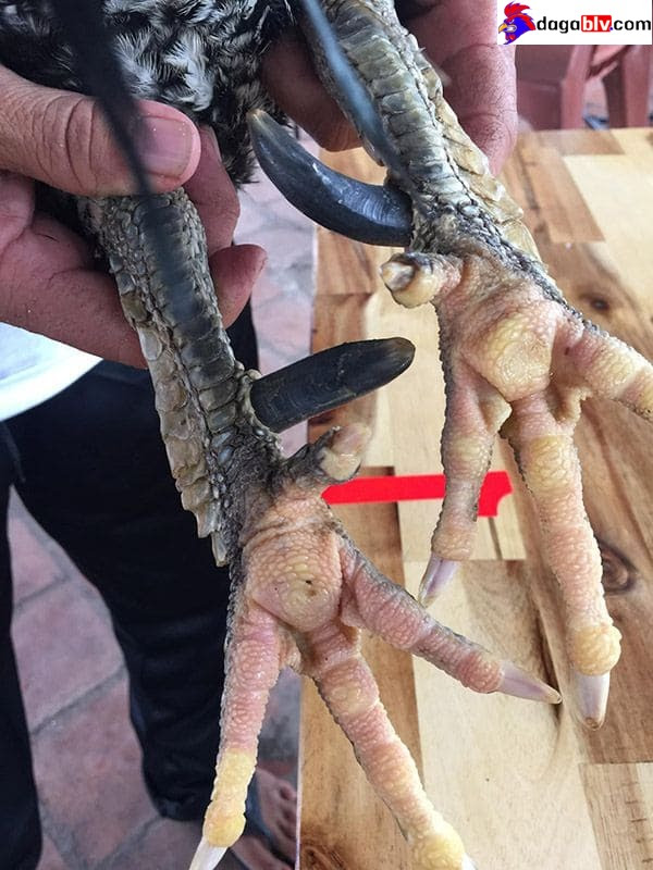 Bật mí về giống gà vảy rồng bí ẩn tại Việt Nam 3 Bật mí về giống gà vảy rồng bí ẩn tại Việt Nam Gà chọi vảy rồng đòn - Gà chân vuông vảy rồng