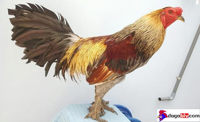 Bật mí về giống gà vảy rồng bí ẩn tại Việt Nam 2 Bật mí về giống gà vảy rồng bí ẩn tại Việt Nam Gà vảy rồng đá cựa