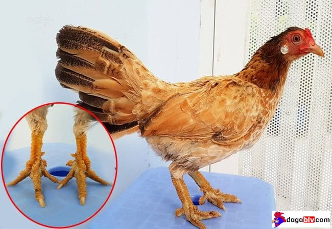 Bật mí về giống gà vảy rồng bí ẩn tại Việt Nam 5 Bật mí về giống gà vảy rồng bí ẩn tại Việt Nam Cách lựa chọn gà vảy rồng phổ biến hiện nay