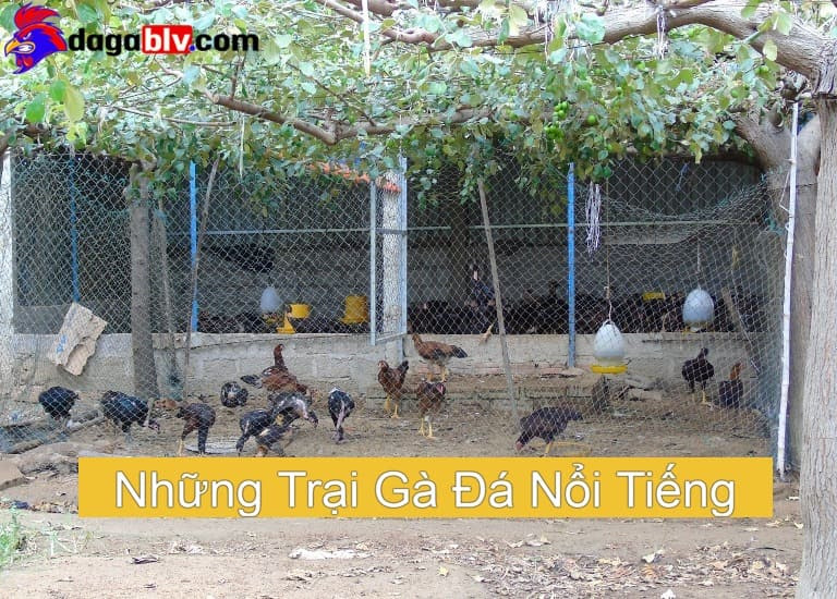 Những Trại Gà Đá Nổi Tiếng Khắp 3 Miền Bắc - Trung - Nam 4 Những Trại Gà Đá Nổi Tiếng Khắp 3 Miền Bắc - Trung - Nam Trang trại gà đá