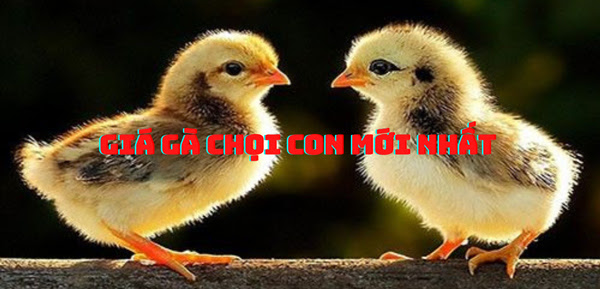 XEM NGAY GIÁ GÀ CHỌI CON ĐỂ KHÔNG BỊ "MUA HỚ" 1 XEM NGAY GIÁ GÀ CHỌI CON ĐỂ KHÔNG BỊ "MUA HỚ" Giá gà chọi con