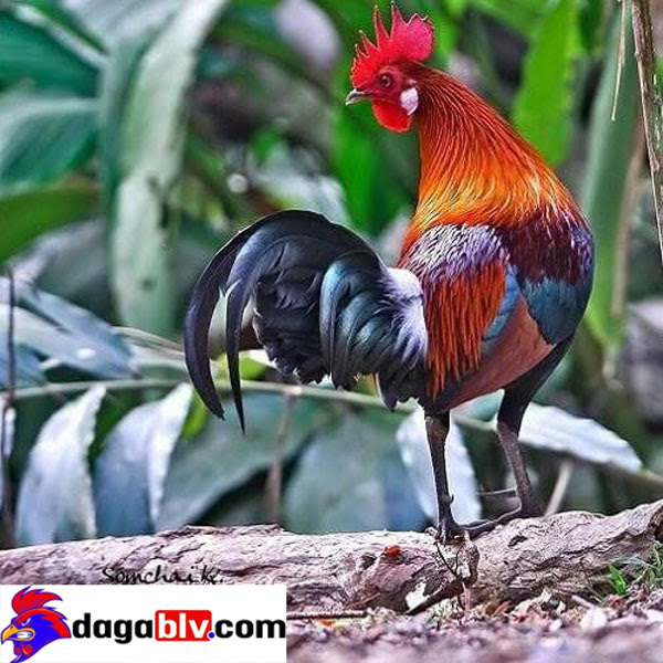 Gà rừng lông đỏ - Giống gà có tên trong danh sách đỏ bị truy lùng 10 Gà rừng lông đỏ - Giống gà có tên trong danh sách đỏ bị truy lùng Các giống gà rừng này gần sắp bị tuyệt chủng.