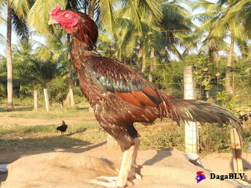 Giống gà Asil thuần chủng - dòng gà đá hay nhất