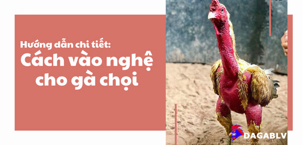 Cách vào nghệ cho gà chọi