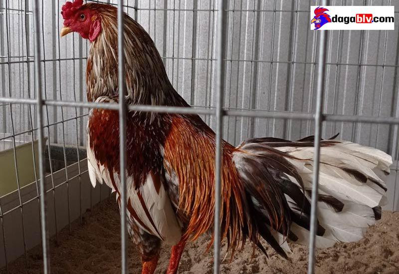 Gà ngũ sắc chân vàng là gì? Cách chọn gà đá hay về nuôi 3 Gà ngũ sắc chân vàng là gì? Cách chọn gà đá hay về nuôi Gà nòi ngũ sắc -33 loại gà thần kê