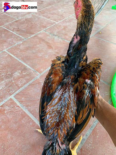 Gà thay lông bao lâu? Cách nhận biết và chăm sóc 3 Gà thay lông bao lâu? Cách nhận biết và chăm sóc Phương pháp giúp gà nhanh thay lông