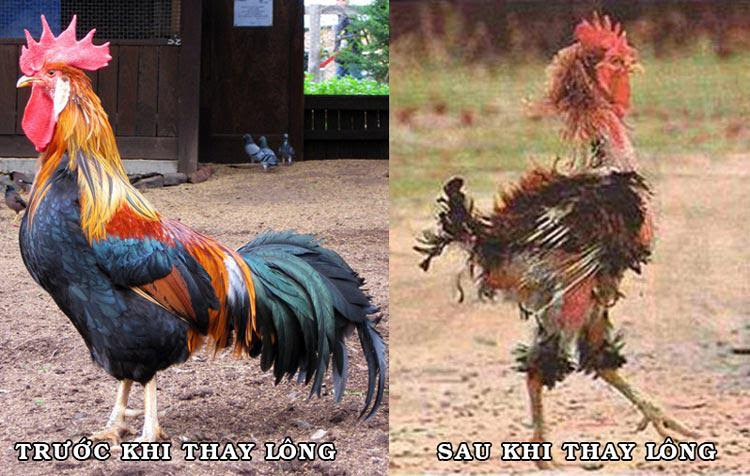 Gà thay lông bao lâu? Cách nhận biết và chăm sóc 2 Gà thay lông bao lâu? Cách nhận biết và chăm sóc Giai đoạn gà thay lông