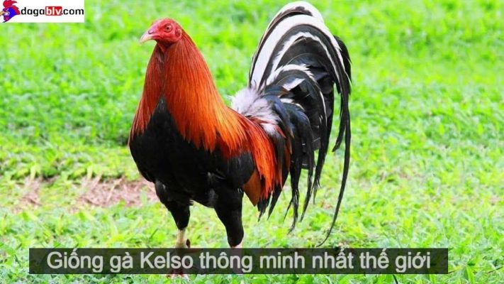 gà kelso