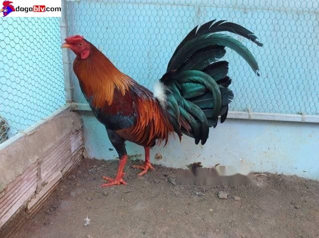 Gà Kelso - Chia Sẻ Về Giống Gà Chọi Thông Minh Nhất Trên Thế Giới 2 Gà Kelso - Chia Sẻ Về Giống Gà Chọi Thông Minh Nhất Trên Thế Giới Đặc điểm của giống gà Kelso