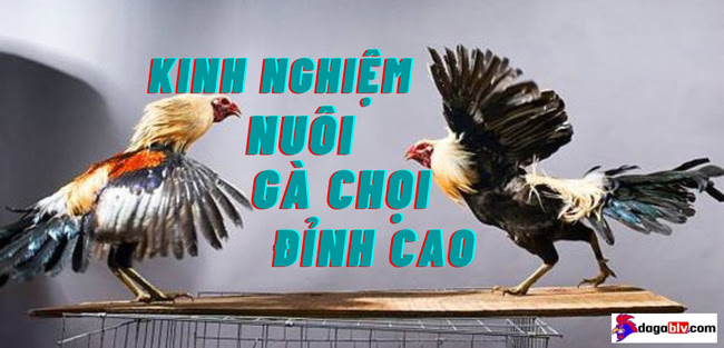 Kinh nghiệm nuôi gà chọi chiến hay