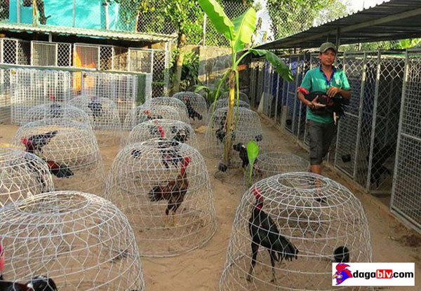 Xây dựng chuồng gà đơn giản