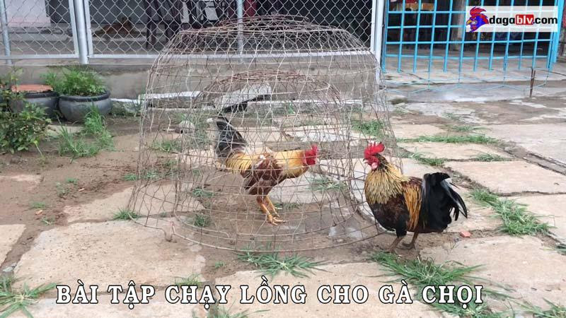 Kinh nghiệm nuôi gà chọi bằng các bài tập chạy lồng
