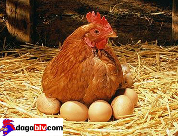 Kỹ thuật nuôi gà đẻ trứng hiện đại giúp bà con kiếm tiền tỷ mỗi năm 1 Kỹ thuật nuôi gà đẻ trứng hiện đại giúp bà con kiếm tiền tỷ mỗi năm Gà đẻ siêu trứng